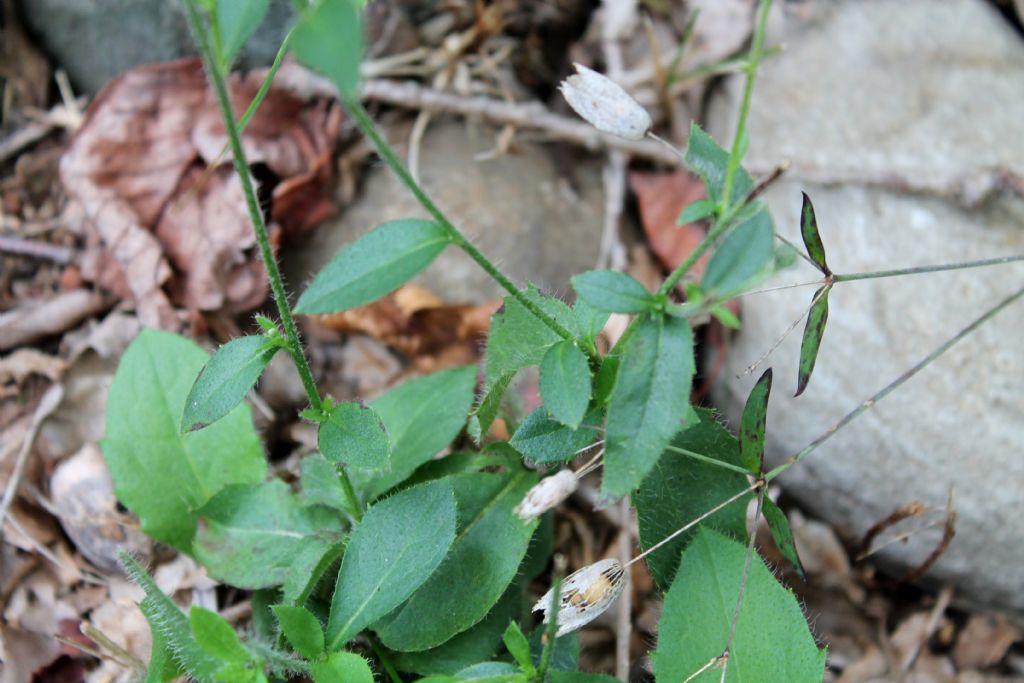 Hieracium murorum?